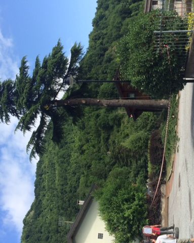 Gaiola: “Il cedro abbattuto esclusivamente perché pericolosamente pendente a piombo sul soggiorno di una civile abitazione”