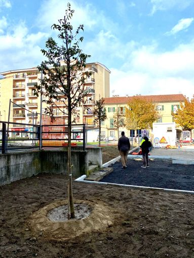 A Saluzzo si pianta un ginko per la festa degli alberi, portando a 3677 il totale delle piante in città A Saluzzo si pianta un ginko per la festa degli alberi, portando a 3677 il totale delle piante in città