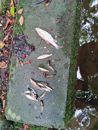Massiccia e allarmante moria di pesci nel torrente Veglia a Trinità