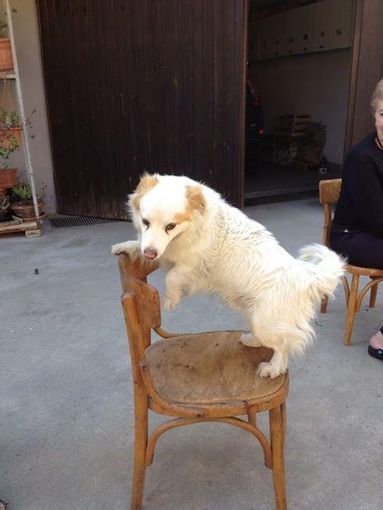 Si cerca cane smarrito da martedì a Monasterolo di Savigliano