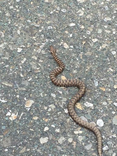 Vipera nel vano motore di un'auto a Panice di Limone: catturata e liberata