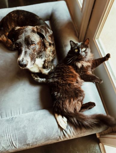 Viaggiare con gli animali in Europa: scattano le nuove regole UE su passaporti e salute Viaggiare con gli animali in Europa: scattano le nuove regole UE su passaporti e salute