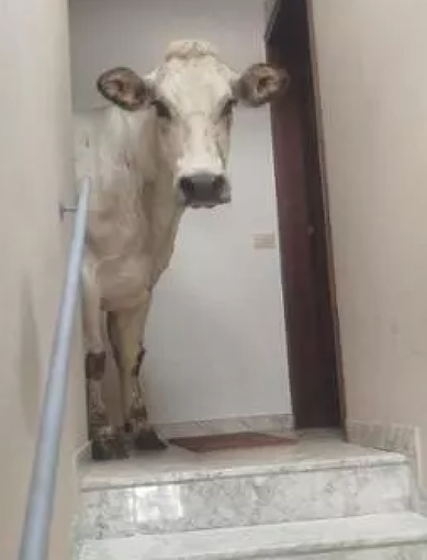 A Limone un bovino entra in un condominio, gli allevatori: "Grazie alle autorità che sono intervenute per aiutarci e ai cittadini per la comprensione"