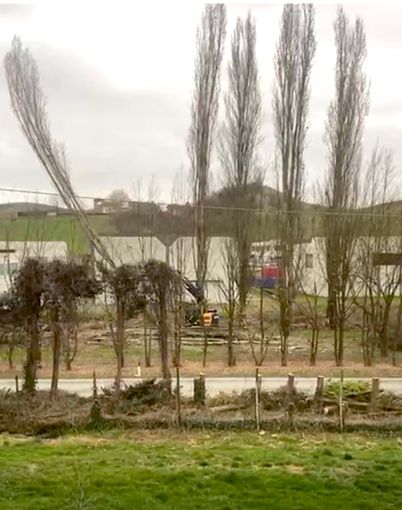 Le operazioni di abbattimento dei pioppi