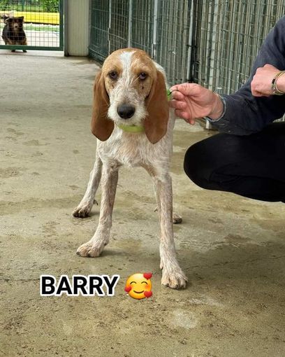 Barry sta cercando un padrone che lo adotti