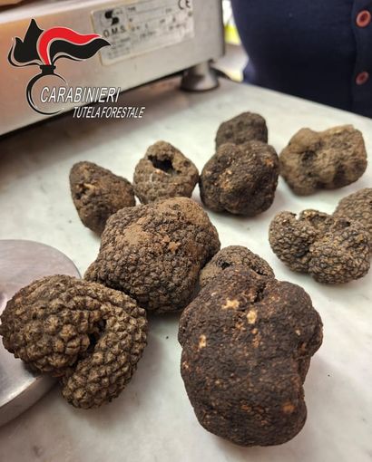 Tartufi in vendita fuori periodo, sequestro e sanzione ad Asti Tartufi in vendita fuori periodo, sequestro e sanzione ad Asti