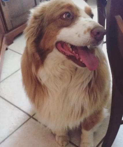 Smarrito un cane australian sheperd a Confreria