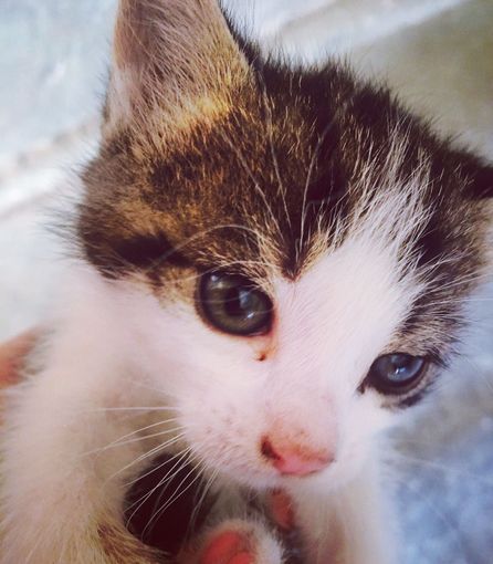 A spasso in compagnia dei nostri amici animali a Montaldo Roero