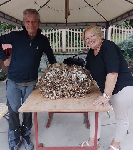 Trovato un fungo da record in Valle Po: un "barbesin" di 13 chili Trovato un fungo da record in Valle Po: un "barbesin" di 13 chili
