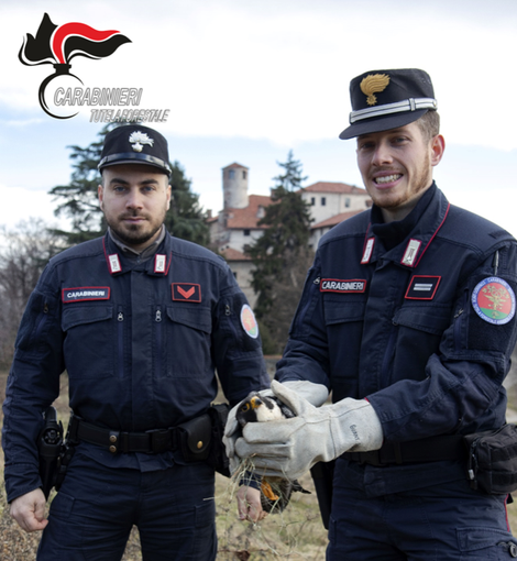 Curato al Cras di Bernezzo, un falco pellegrino è tornato a volare: liberato al castello di Manta Curato al Cras di Bernezzo, un falco pellegrino è tornato a volare: liberato al castello di Manta