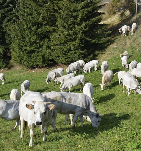 Una mandria di bovini di razza Piemontese in alpeggio