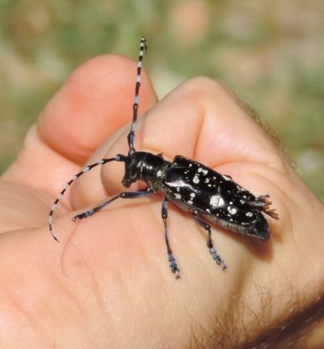 Nuovo insetto "alieno" a Cuneo: Coldiretti al lavoro per scongiurare la diffusione del Tarlo asiatico