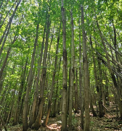 Niente proroga per l'abbattimento del ceduo castagno e costi al +40%: il settore forestale in allarme Niente proroga per l'abbattimento del ceduo castagno e costi al +40%: il settore forestale in allarme