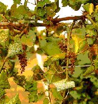 Cuneese, viticoltura: primo allarme per la flavescenza dorata