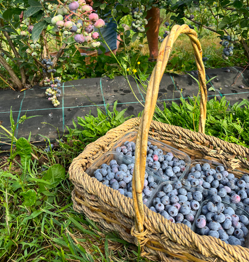 Cuneo, l’associazione LVIA propone nuovamente la raccolta dei mirtilli solidali