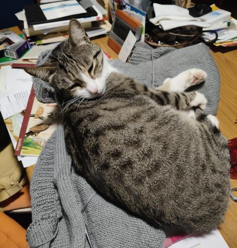 Tommy, il gatto smarrito a Savigliano