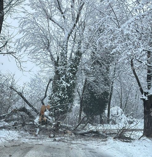 Nevicata, qualche disagio in città: albero cade sulla carreggiata in via Vecchia di Borgo [FOTO]