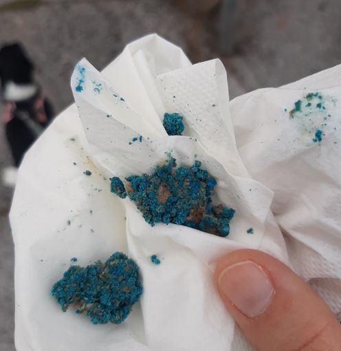 Bocconi avvelenati in via Elva a Confreria: allertati municipale e forestali Bocconi avvelenati in via Elva a Confreria: allertati municipale e forestali