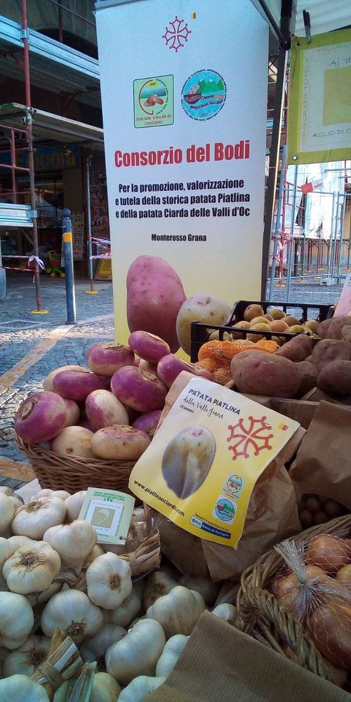 Patata Piatlina del Consorzio del Bodi Patata Piatlina del Consorzio del Bodi