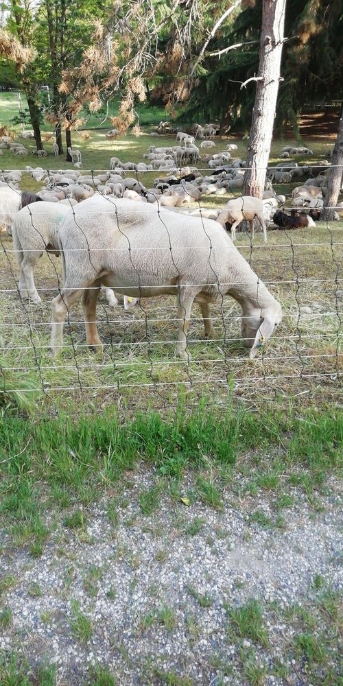 Pecore al pascolo e pulizia delle ripe: chi ha proposto questa "ecologica" soluzione?