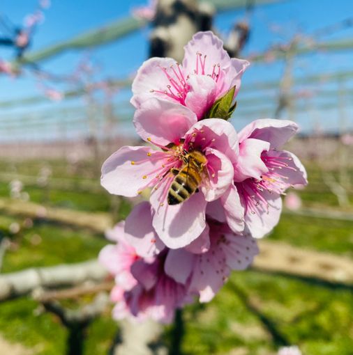 Giornata mondiale delle Api, Agrion: “Fondamentali per garantire un’agricoltura resiliente e la tutela della biodiversità”