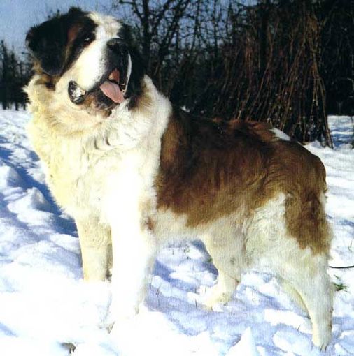 Il 28 e 29 maggio a Fossano si terrà DogMania 2016, una due giorni cinofila al Foro Boario