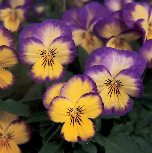 Guarene: tutto pronto per la 1^ edizione di "100 sfumature di viole" Guarene: tutto pronto per la 1^ edizione di "100 sfumature di viole"