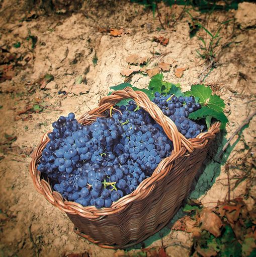 Un viaggio nel tempo per scoprire la Barbera d’Asti Docg Superiore e le stupende colline della Riserva naturale speciale della Val Sarmassa [Video e Fotogallery]