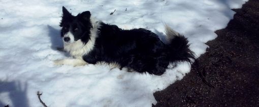 Come scegliere il cane più adatto a noi: ecco un breve manuale Come scegliere il cane più adatto a noi: ecco un breve manuale