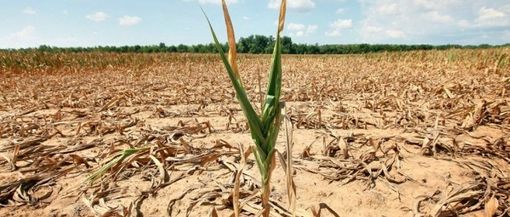 Siccità, MoVimento 5 Stelle: "Tempi troppo stretti per la ricognizione dei danni"