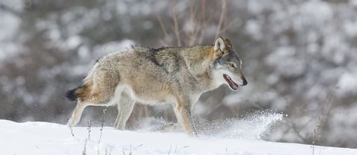 Immagine di repertorio