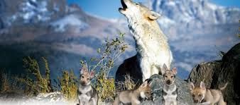 "Non sempre un bugia, ripetuta cento, mille, un milione di volte diventa verità: neppure sui lupi" "Non sempre un bugia, ripetuta cento, mille, un milione di volte diventa verità: neppure sui lupi"