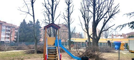 Alba si prende cura dei suoi alberi: in corso le potature, ripiantumazioni per reintegrare parte delle essenze mancanti