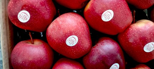 Melinda? No, Piemla: arriva la mela piemontese al numero 2 in Italia