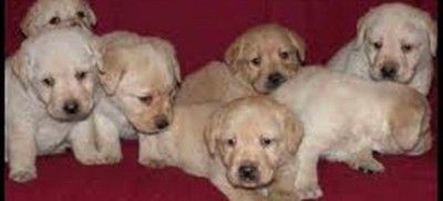 Cinque cuccioli da Ragusa a Cuneo per trovare la salvezza e una casa