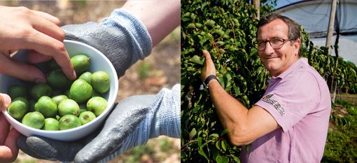 Un contenitore pieno di Nergi e Domenico Paschetta, presidente di Ortofruit Italia
