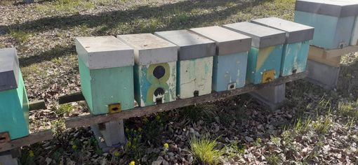 L'apiario di Cuneo dove si è verificato il furto