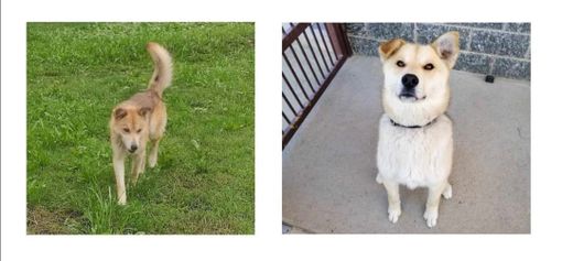 A Busca si cerca Luchy, tenero meticcio di 5 anni A Busca si cerca Luchy, tenero meticcio di 5 anni