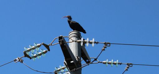 L'ibis eremita Gennaro nelle campagne del Merlo_ Ph Arianna Pronestì