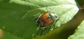 Uno scarabeo asiatico minaccia l'agricoltura piemontese Uno scarabeo asiatico minaccia l'agricoltura piemontese