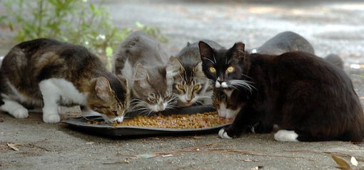Mondovì: sterilizzati 25 gatti randagi nell'ultimo anno