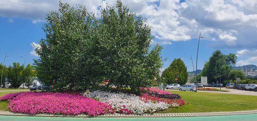 Aperte le iscrizioni al concorso “Alba in fiore”