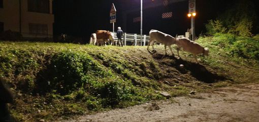 Alluvione: nella notte, l'arrivo degli allevatori della val Roya a Vernante (VIDEO) Alluvione: nella notte, l'arrivo degli allevatori della val Roya a Vernante (VIDEO)