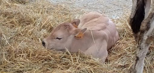 Cuneo: al Miac grandi protagonisti gli animali (GALLERY)