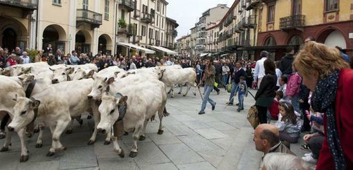 Saluzzo, cresce l'attesa per la tradizionale 'Rudunà': start alle 17 con la sfilata del bestiame Saluzzo, cresce l'attesa per la tradizionale 'Rudunà': start alle 17 con la sfilata del bestiame