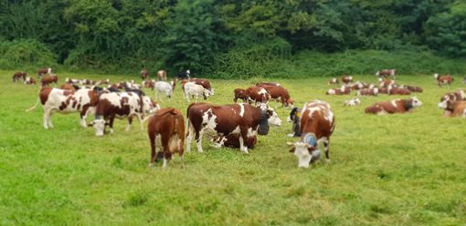 Operativa la collaborazione fra A.R.A. Piemonte e gli allevatori liguri