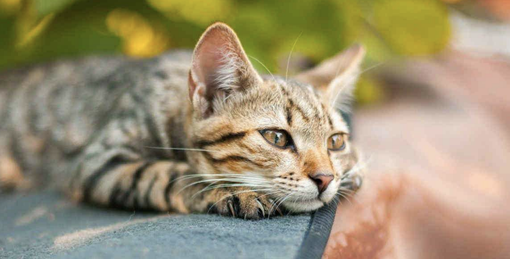 In partenza a Saluzzo il corso di formazione per proprietari di gatti