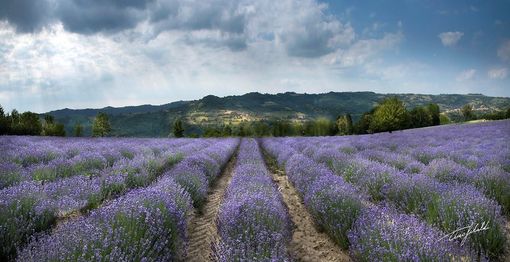 Le distese di lavanda a Sale San Giovanni in un'immagine di repertorio- FOTO TINO GERBALDO