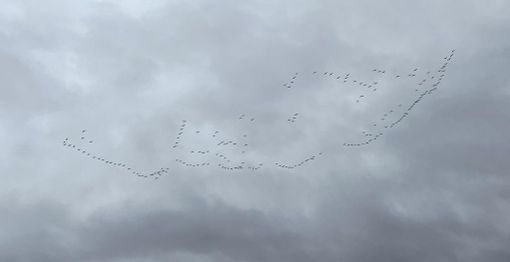 Stormi di gru sorvolano Cuneo con il loro inconfondibile canto verso il 'caldo' di Francia e Spagna [FOTO]