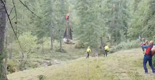 Briga Alta, i Vigili del Fuoco salvano un bovino ferito a una zampa Briga Alta, i Vigili del Fuoco salvano un bovino ferito a una zampa
